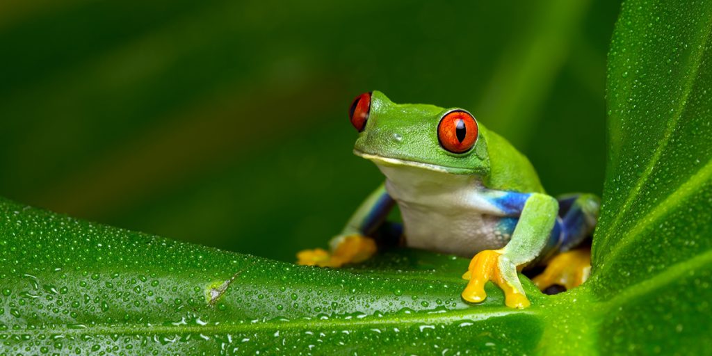 Die Digitalisierung der Arbeitswelt bringt ein interessantes, oftmals unterschätztes Phänomen mit sich, das Verhaltensforscher von sich verändernden Situationen kennen: das Boiling-Frog-Syndrom.
